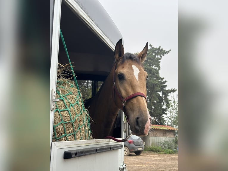 Lusitano Gelding 4 years 16 hh Dun in Rodenbach