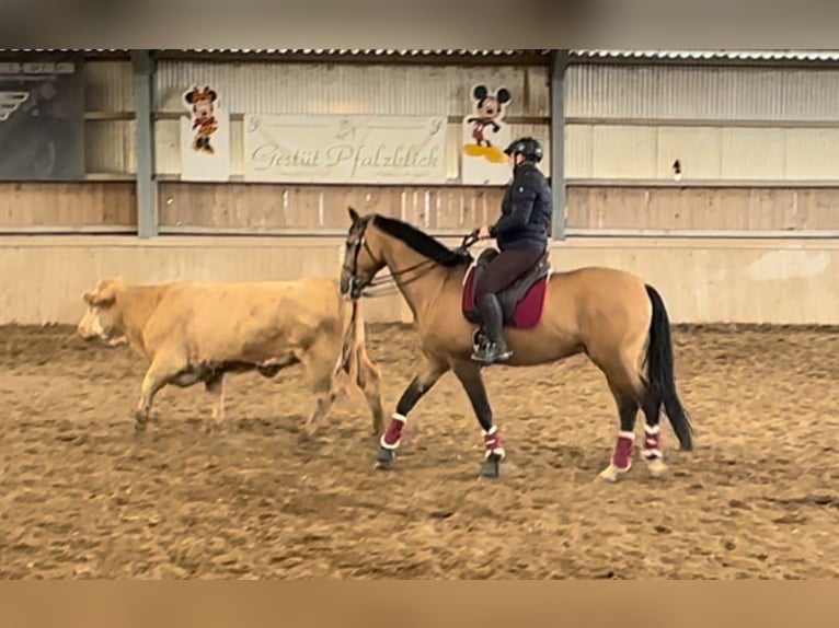 Lusitano Gelding 4 years 16 hh Dun in Rodenbach