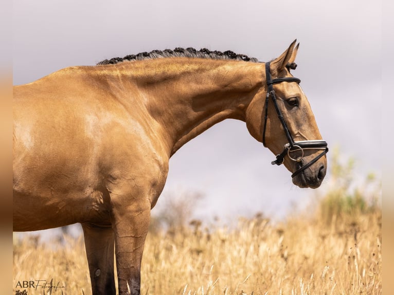 Lusitano Gelding 4 years 16 hh Dun in Lisboa