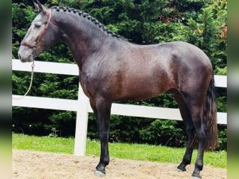 Lusitano Mix Gelding 4 years 16 hh Grey in Santander