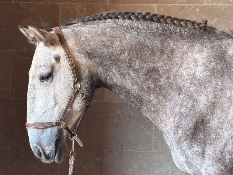 Lusitano Gelding 4 years 16 hh Grey in Caldas da Rainha
