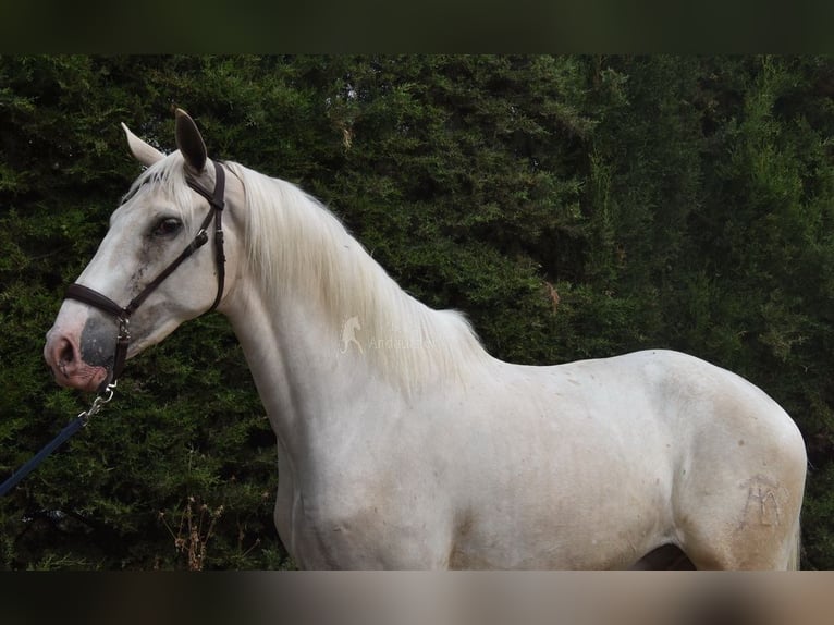 Lusitano Gelding 4 years 16 hh Palomino in Provinz Malaga