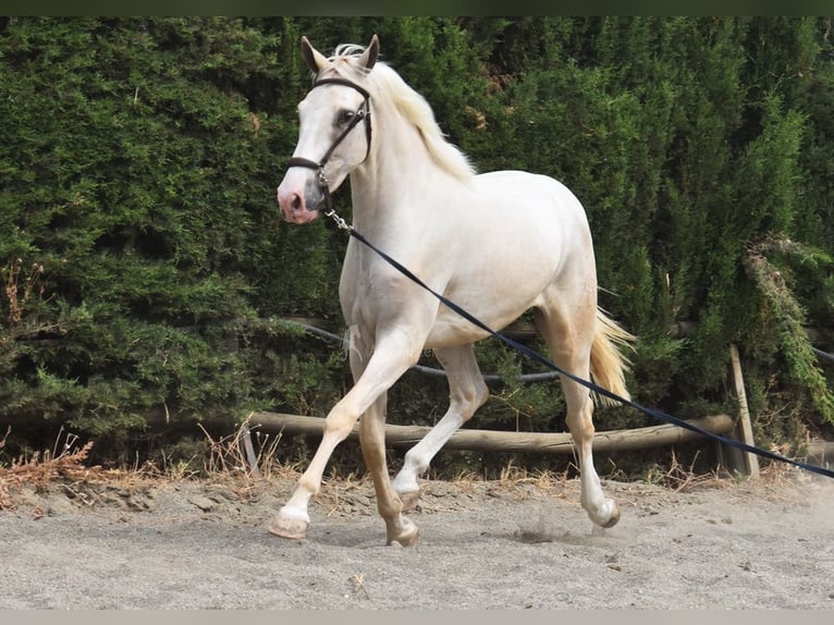Lusitano Gelding 4 years 16 hh Palomino in Provinz Malaga