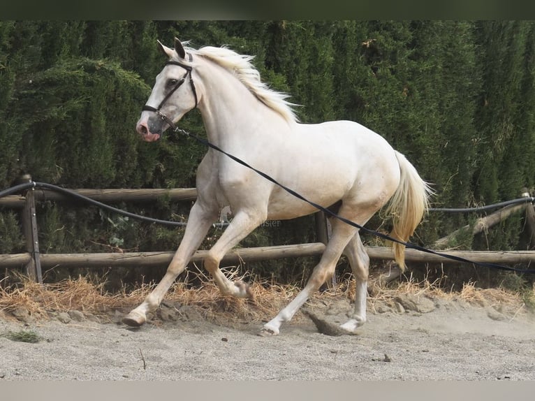 Lusitano Gelding 4 years 16 hh Palomino in Provinz Malaga