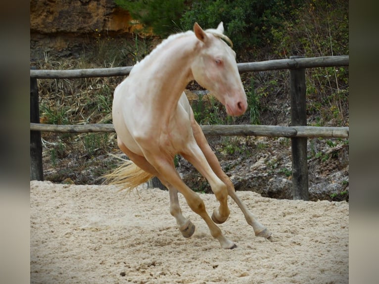 Lusitano Gelding 4 years 16,1 hh Cremello in Ribamar