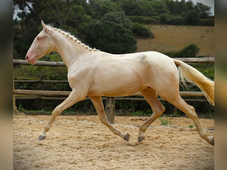 Lusitano Gelding 4 years 16,1 hh Cremello in Ribamar