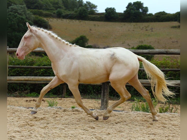 Lusitano Gelding 4 years 16,1 hh Cremello in Ribamar