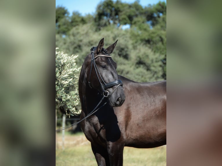 Lusitano Gelding 4 years 16,2 hh Black in Grândola