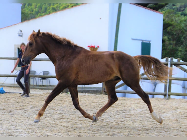 Lusitano Gelding 4 years 16,2 hh Chestnut-Red in Ribamar
