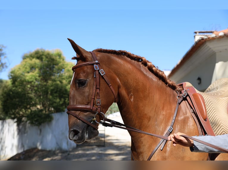 Lusitano Gelding 4 years 16,2 hh Chestnut-Red in Ribamar