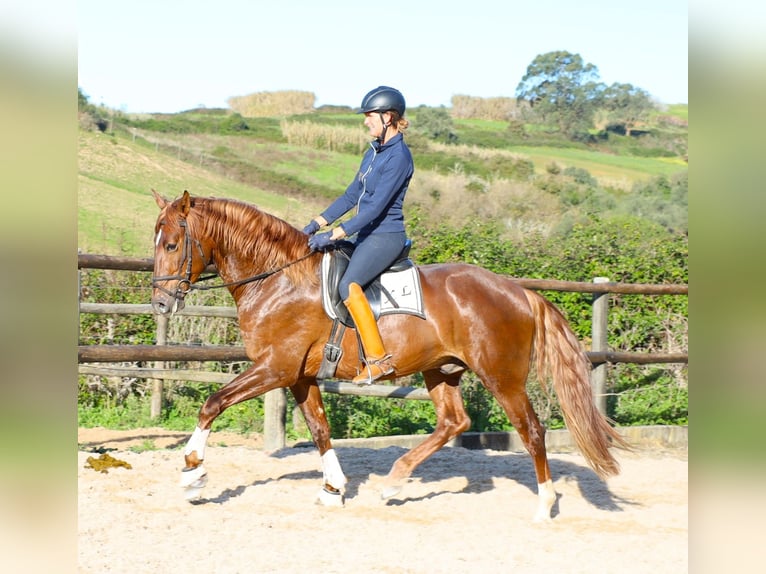 Lusitano Gelding 4 years 16,2 hh Chestnut-Red in Ribamar