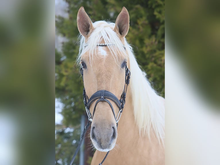 Lusitano Gelding 4 years 16,2 hh Palomino in Teldau