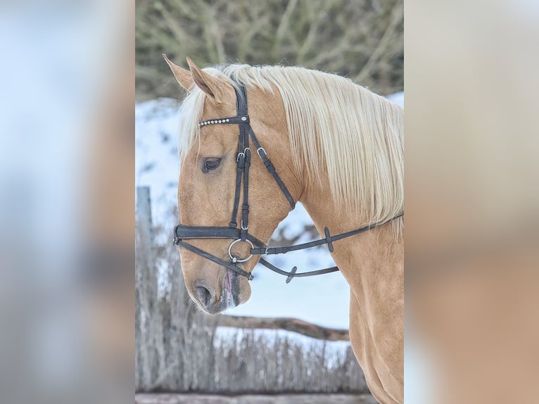 Lusitano Gelding 4 years 16,2 hh Palomino in Teldau