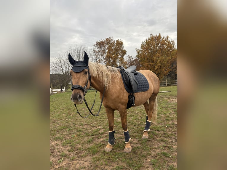Lusitano Gelding 4 years 17 hh Palomino in Heilsbronn