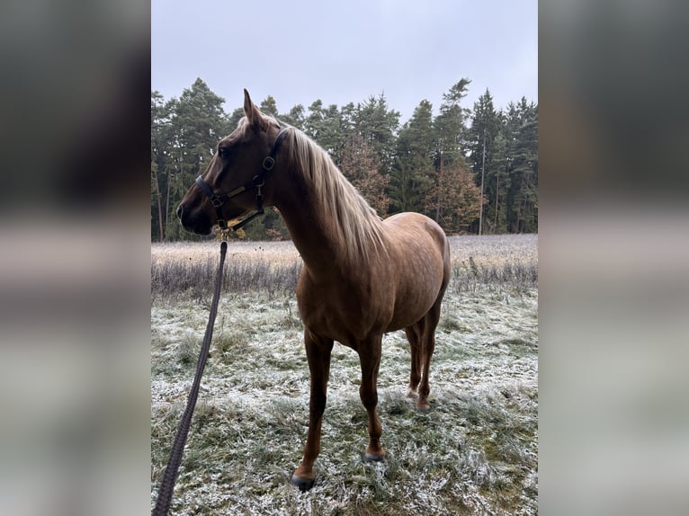 Lusitano Gelding 4 years 17 hh Palomino in Heilsbronn