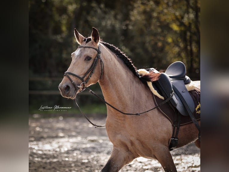 Lusitano Gelding 5 years 14,3 hh Buckskin in Samora Correia
