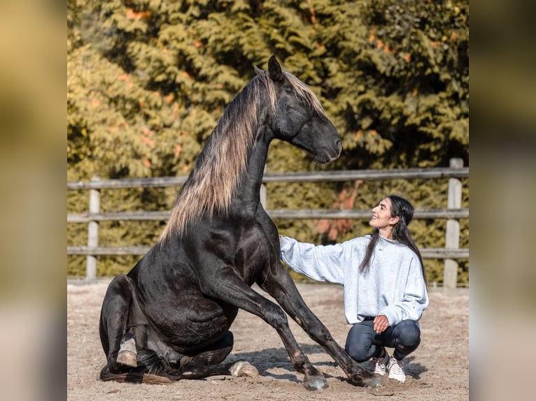 Lusitano Mix Gelding 5 years 15.1 hh Black in Sarrebourg