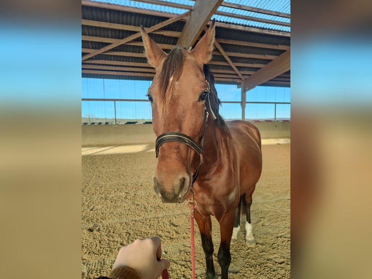 Lusitano Gelding 5 years 15,1 hh Brown in Waldeck