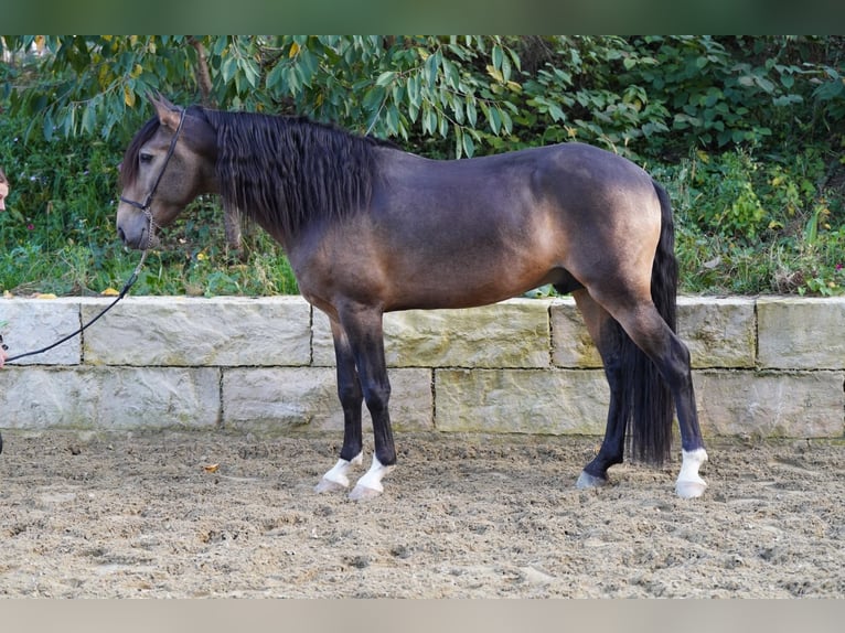 Lusitano Gelding 5 years 15.1 hh Buckskin in Krumbach