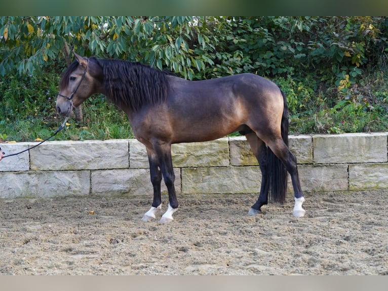 Lusitano Gelding 5 years 15.1 hh Buckskin in Krumbach