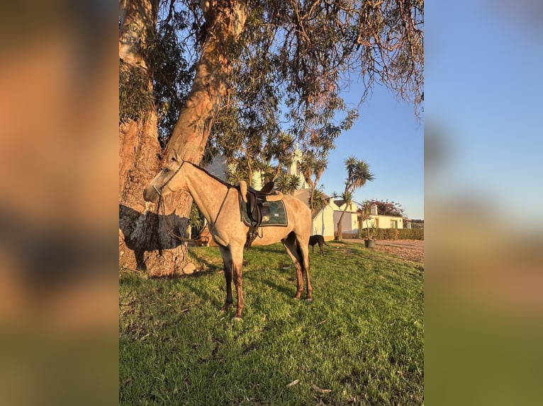 Lusitano Gelding 5 years 15.1 hh Buckskin in Loulé