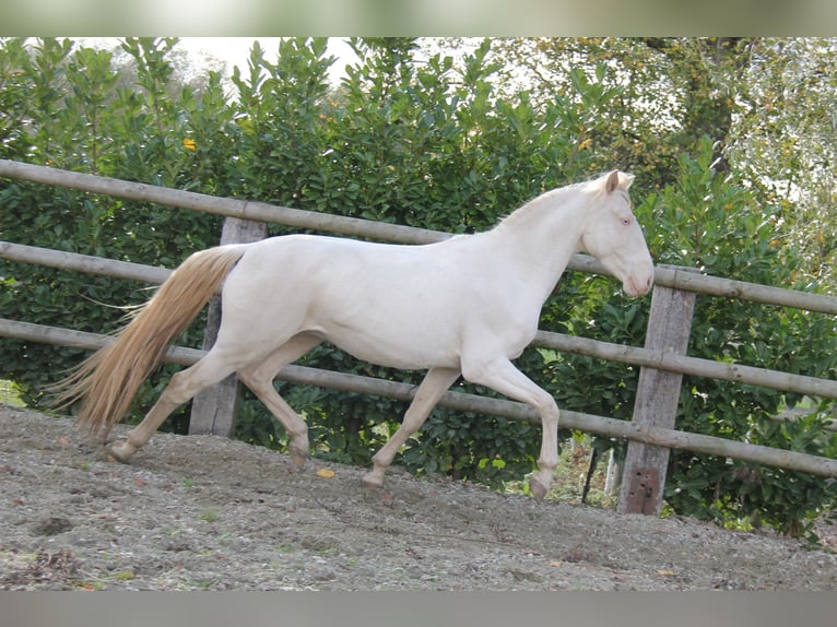 Lusitano Gelding 5 years 15.1 hh Cremello in lessines