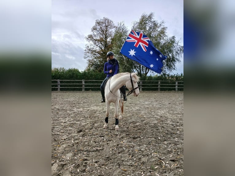 Lusitano Gelding 5 years 15.1 hh Cremello in lessines