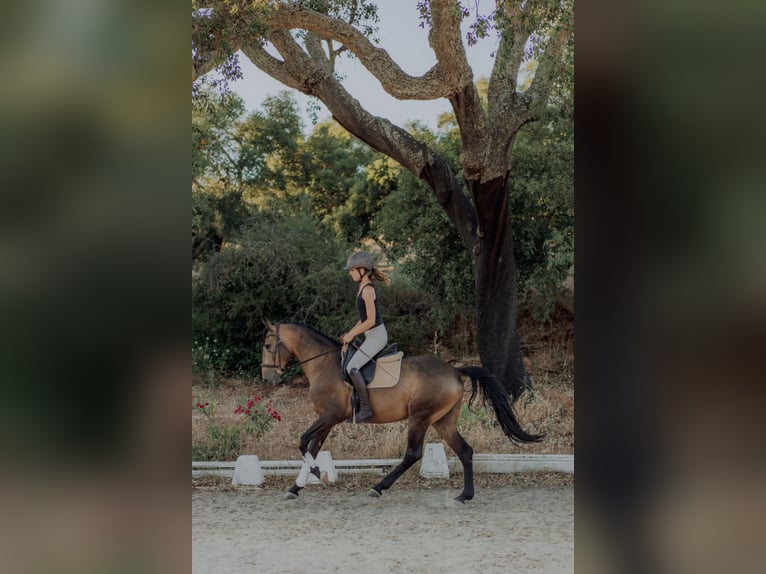Lusitano Gelding 5 years 15.1 hh Dun in Vila Viçosa