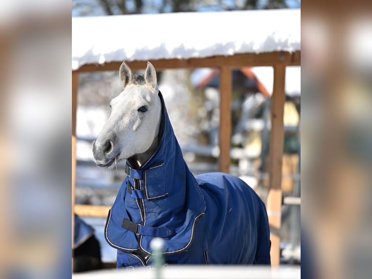 Lusitano Gelding 5 years 15,1 hh Grullo in Ehekirchen