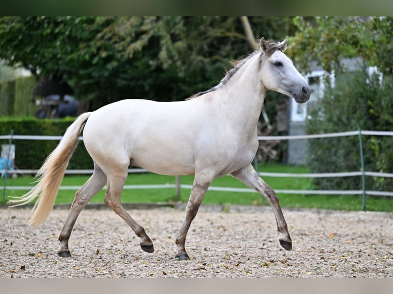 Lusitano Gelding 5 years 15,1 hh Grullo in Ehekirchen