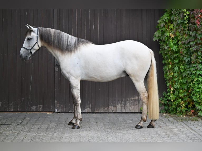 Lusitano Gelding 5 years 15,1 hh Grullo in Ehekirchen