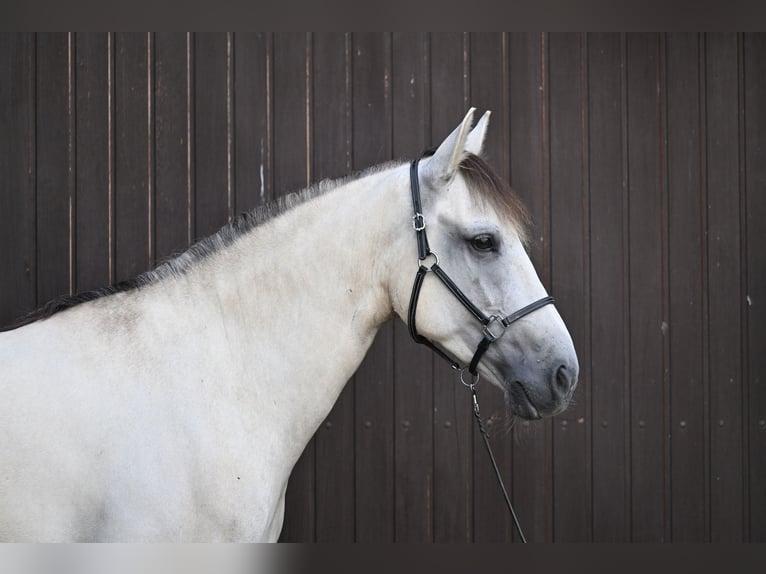 Lusitano Gelding 5 years 15,1 hh Grullo in Ehekirchen