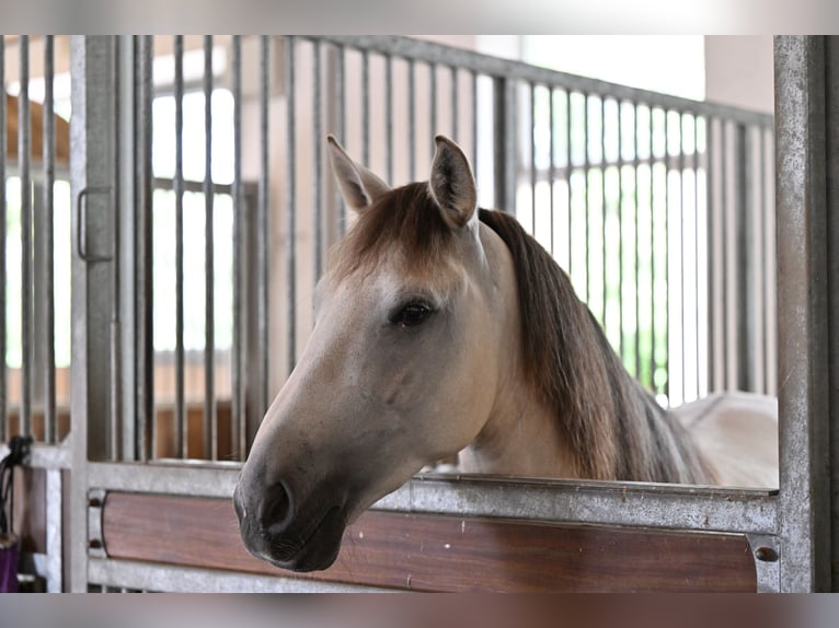 Lusitano Gelding 5 years 15,1 hh Grullo in Ehekirchen