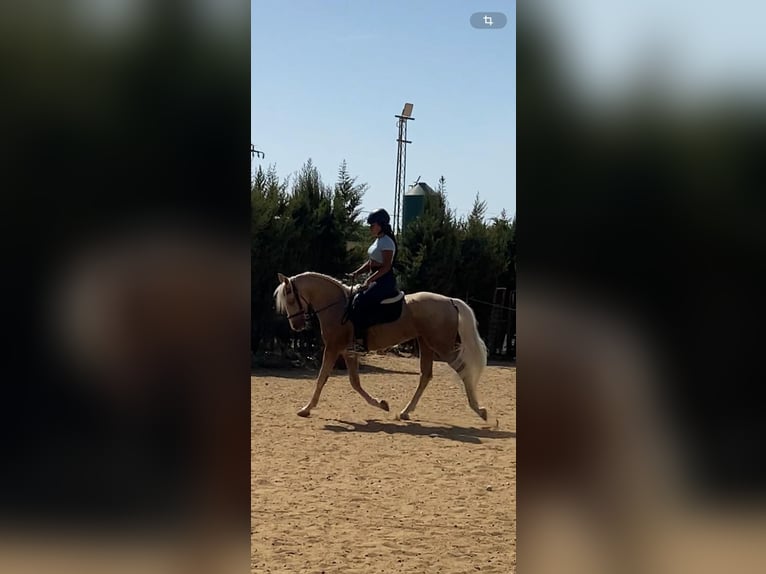 Lusitano Gelding 5 years 15,1 hh Palomino in Martfeld