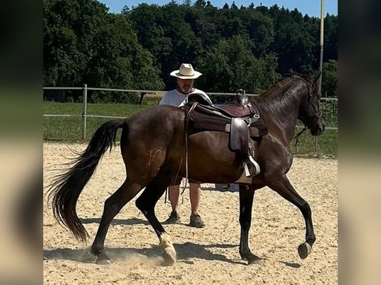 Lusitano Gelding 5 years 15,2 hh Bay-Dark in Amlikon-Bissegg