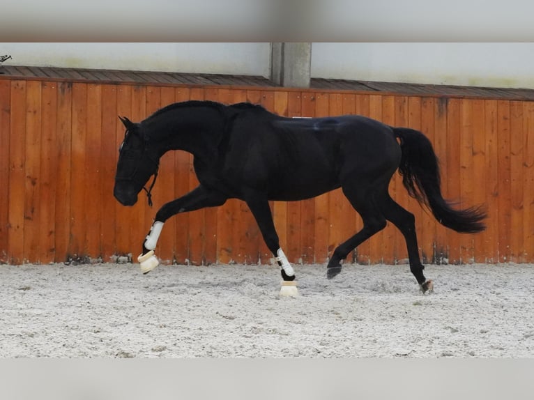 Lusitano Gelding 5 years 15,2 hh Black in Heuvelland