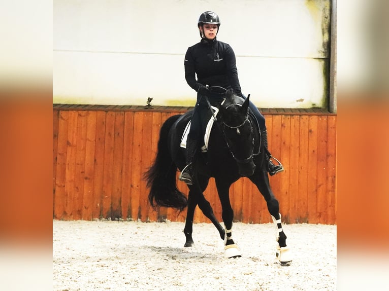 Lusitano Gelding 5 years 15,2 hh Black in Heuvelland