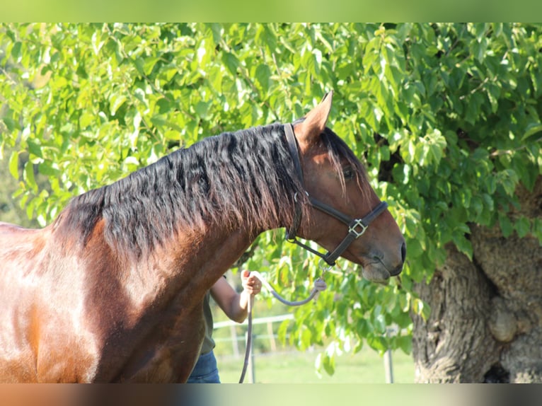 Lusitano Gelding 5 years 15.2 hh Brown in Grospierres
