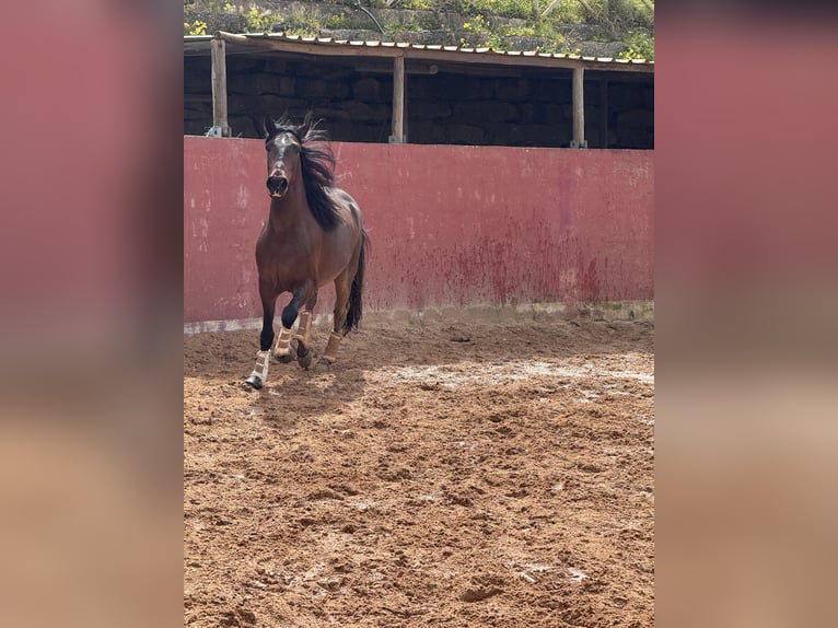 Lusitano Gelding 5 years 15.2 hh Brown in Lissabon