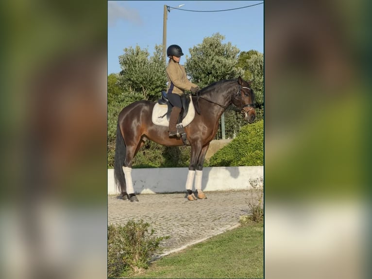 Lusitano Gelding 5 years 15.2 hh Brown in Lissabon