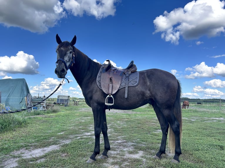 Lusitano Gelding 5 years 15.2 hh Can be white in Nuthe-Urstromtal