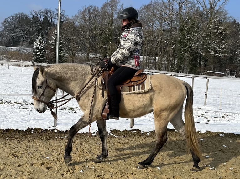 Lusitano Gelding 5 years 15,2 hh Dun in Amlikon-Bissegg