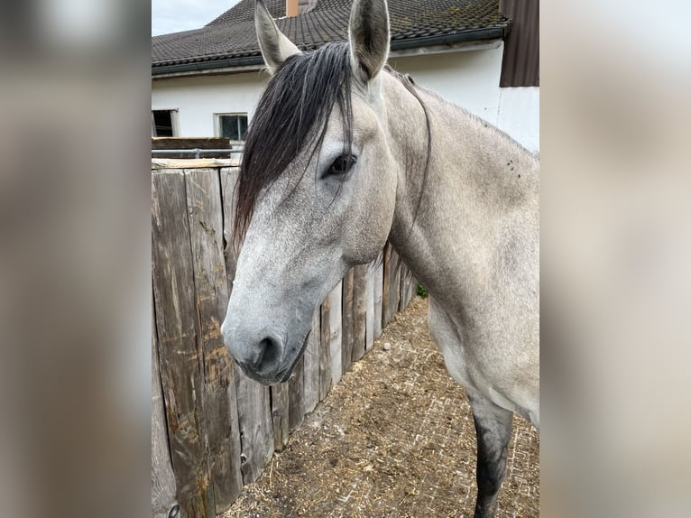 Lusitano Gelding 5 years 15,2 hh Dun in Amlikon-Bissegg