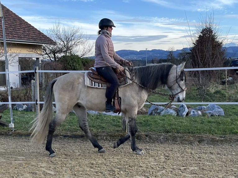 Lusitano Gelding 5 years 15,2 hh Dun in Amlikon-Bissegg