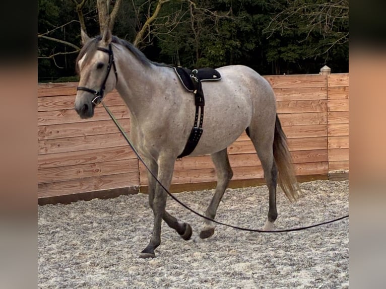 Lusitano Gelding 5 years 15.2 hh Grey in Nijlen