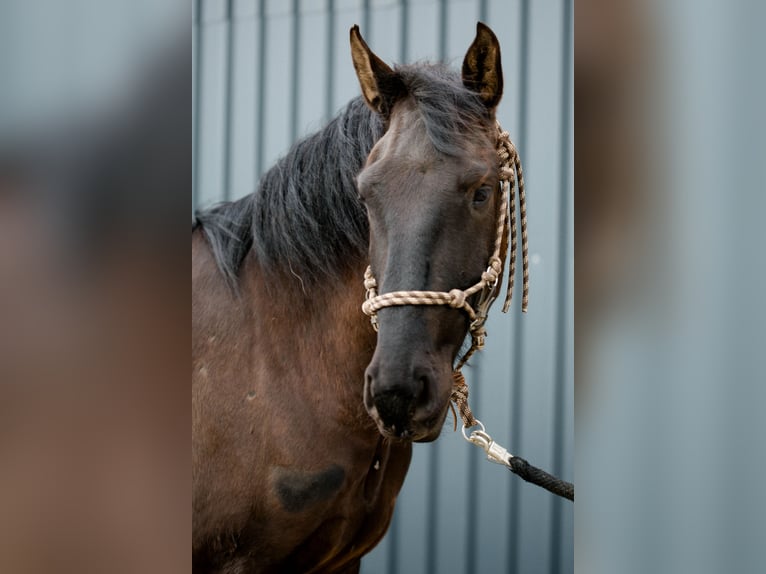 Lusitano Gelding 5 years 15.3 hh  in Pracht