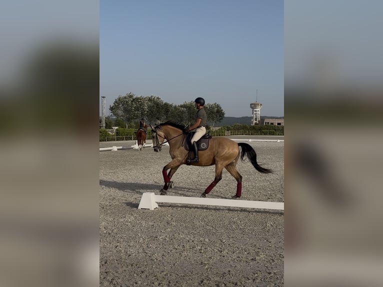 Lusitano Gelding 5 years 15.3 hh Buckskin in Amarante