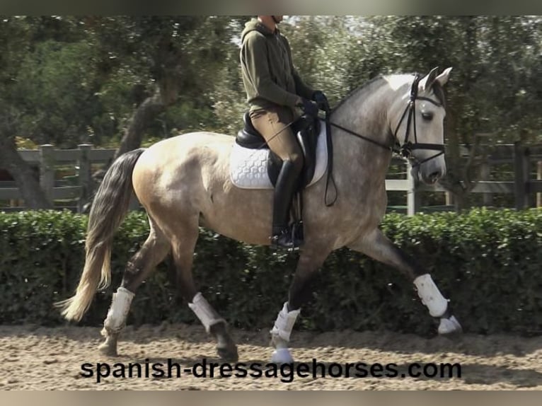 Lusitano Gelding 5 years 15,3 hh Gray in Barcelona