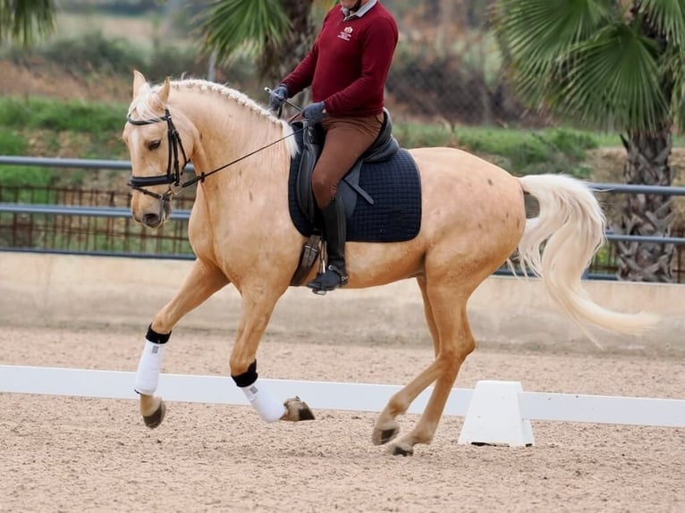 Lusitano Gelding 5 years 15,3 hh Palomino in Navas Del Madroño