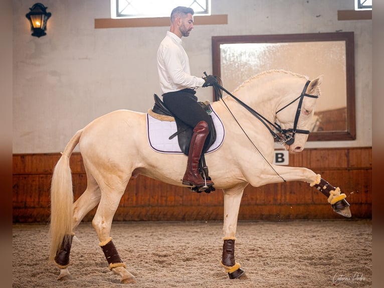 Lusitano Gelding 5 years 15,3 hh Pearl in Outes